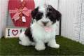 havanese-puppy-picture-83eec90e-85e4-41b3-a634-cb0d76dea01a