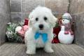 coton-de-tulear-puppy-picture-5d7194a0-4ec9-4b65-a256-abdd508fb56d