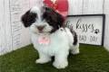 havanese-puppy-picture-4a2c0748-7f3b-4027-a24e-821a29824670