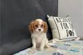 cavalier-king-charles-spaniel-puppy-picture-5259d165-0c2e-43e9-9dd9-fb38a6ce101c