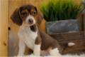 beagle-puppy-picture-63243a88-2c16-4632-80a1-40d34ce8c720