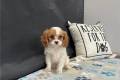 cavalier-king-charles-spaniel-puppy-picture-c233a555-f5f9-46d7-98e5-cd2a600e1a94-1