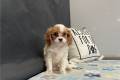 cavalier-king-charles-spaniel-puppy-picture-37719678-a97c-43ad-aeef-a8a3d2a56865