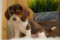 beagle-puppy-picture-7861d857-5e02-4b56-ae58-96a56542e23b