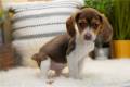 beagle-puppy-picture-7f662b3d-11c6-4f72-8ae5-c7220bf6dd99