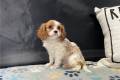 cavalier-king-charles-spaniel-puppy-picture-a158a472-66a4-4dcb-8904-31669e5f0fc5