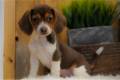 beagle-puppy-picture-8875a3f2-cf3a-45bb-9b44-41683301ce9e