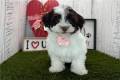 havanese-puppy-picture-302651ce-7586-4fa9-9e3c-3507eb731569