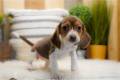 beagle-puppy-picture-65b8a349-9f74-4efc-8528-b8f666c394cd