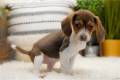 beagle-puppy-picture-47ab5835-55d5-4615-8fd9-15258f869cd9