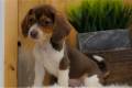 beagle-puppy-picture-97552ac3-7b5c-4dc8-a5d2-eca8fbfe8a3f