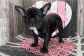 french-bulldog-puppy-picture-b64db41a-2805-4db3-a49b-87e8c6475000