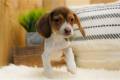 beagle-puppy-picture-15d28fb2-0e3f-427b-836a-8e0cf9cd6fb5