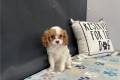 cavalier-king-charles-spaniel-puppy-picture-de8628fd-ec20-479c-b4e4-4467dc4d5cab-1