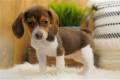 beagle-puppy-picture-8fa0f540-9a30-4a65-8d21-a7c1db64df88