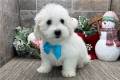 coton-de-tulear-puppy-picture-2f45a759-0ef5-4e11-aa4c-b893a036c52a