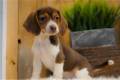 beagle-puppy-picture-5a0bebc6-6f2c-4128-8552-7aeabc0b5c63