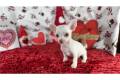 chihuahua-puppy-picture-1fe65fb7-1505-4c4a-987b-97d062117e5c