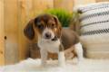 beagle-puppy-picture-b2c6118a-9afb-471f-af96-619752e308c5