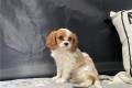 cavalier-king-charles-spaniel-puppy-picture-82f53eb1-2217-4216-9f33-03a093269aac