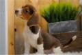 beagle-puppy-picture-06b6fdd7-7fd5-4938-96fe-7c69f3e88cd8