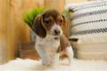 beagle-puppy-picture-f8bd57bc-f743-453f-827c-ae0369ecf145