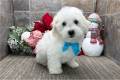 coton-de-tulear-puppy-picture-11fc63b3-f494-4dae-93db-f0a16bdd4aeb