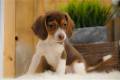 beagle-puppy-picture-865c25ea-2e2a-49b1-8d2a-f2f8961d4c44