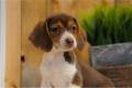 beagle-puppy-picture-43809b14-c126-44e9-9be5-45cc5e578514